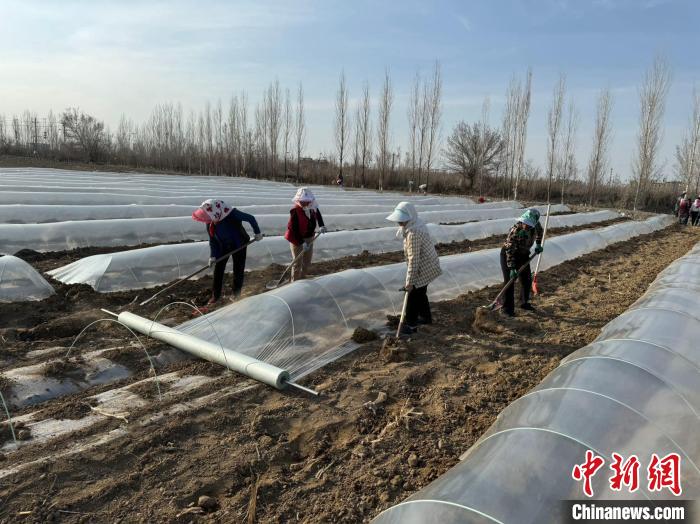 體育博彩:新疆石河子“砲台紅”甜瓜開播