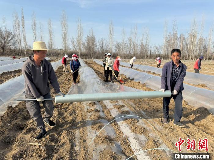 體育博彩:新疆石河子“砲台紅”甜瓜開播